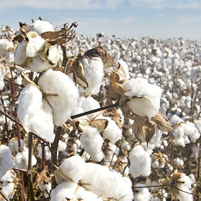 Herstellung von Bio Baumwolle - Einfach erklärt