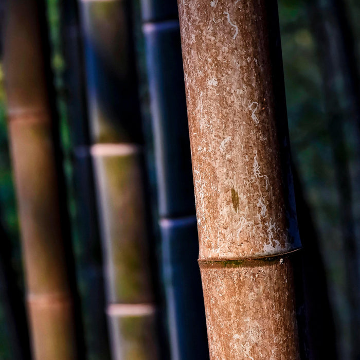 Zuckerrohr sugarcane Bagasse einweg Geschirr to go