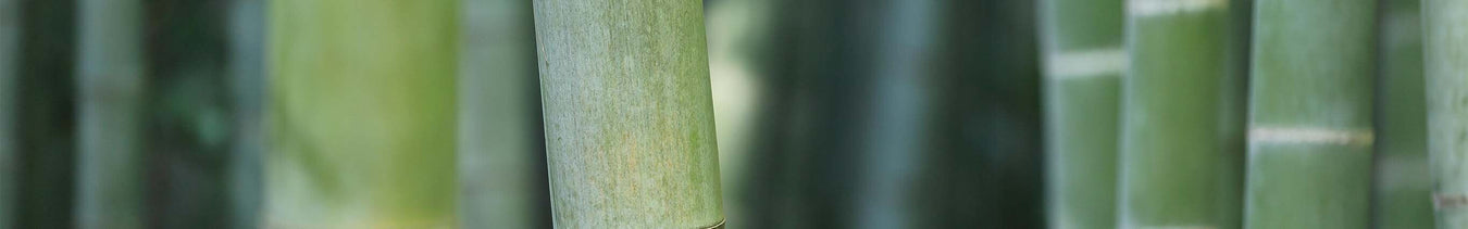 Bambus Geschirr